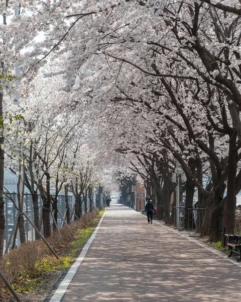 꽃이 핀 가로수가 이어진 산책길